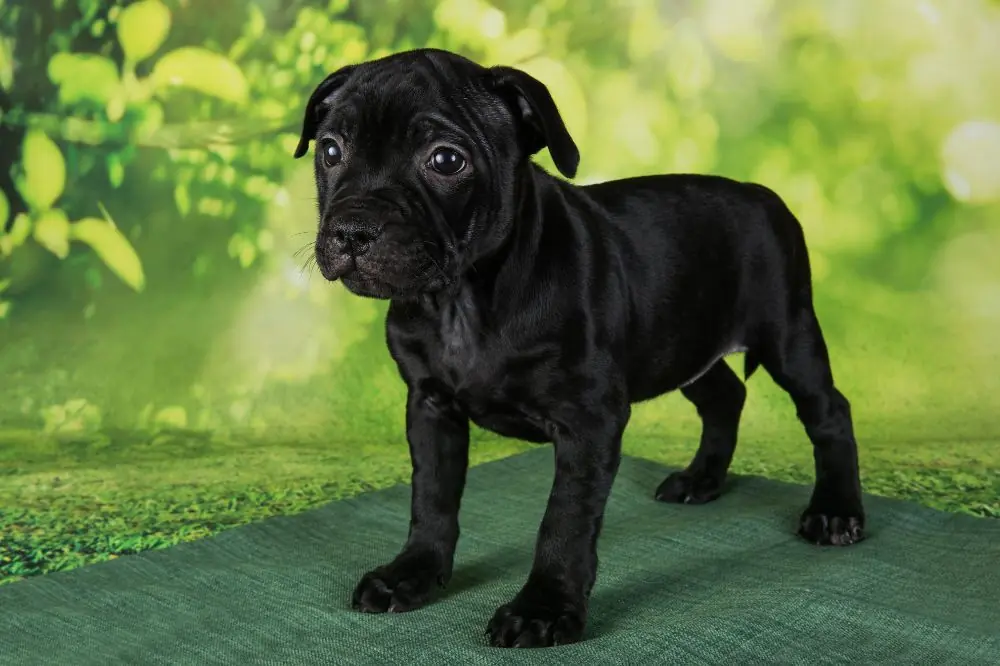 Curiosidades sobre el American Stafford