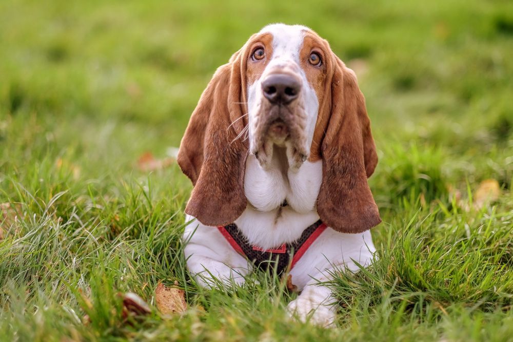Curiosidades sobre la dieta del Basset Hound manteniendo un peso saludable