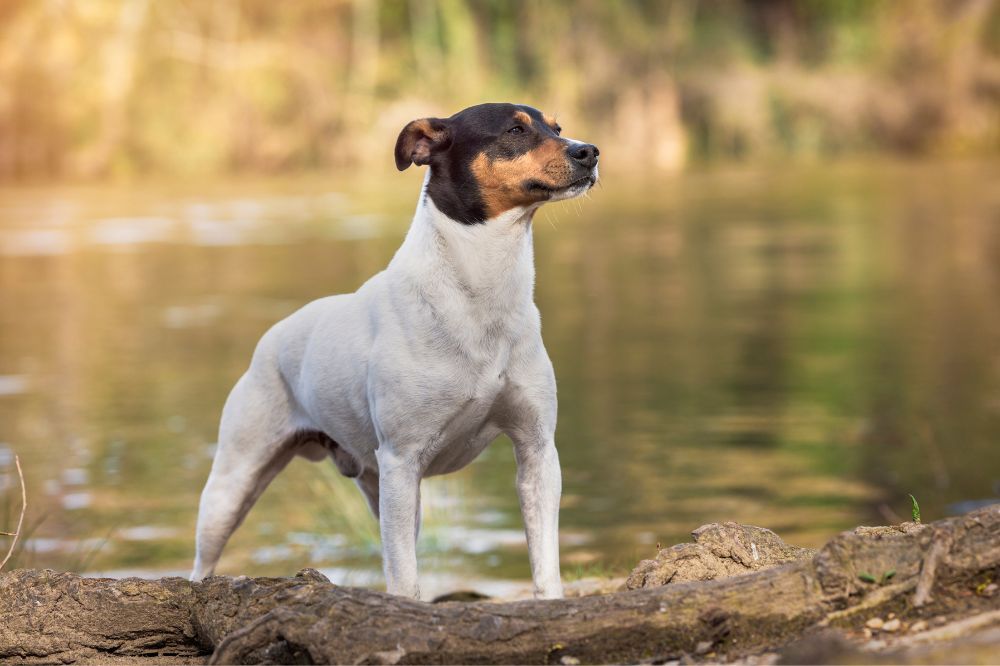 Descubriendo al agil Ratonero Bodeguero Andaluz
