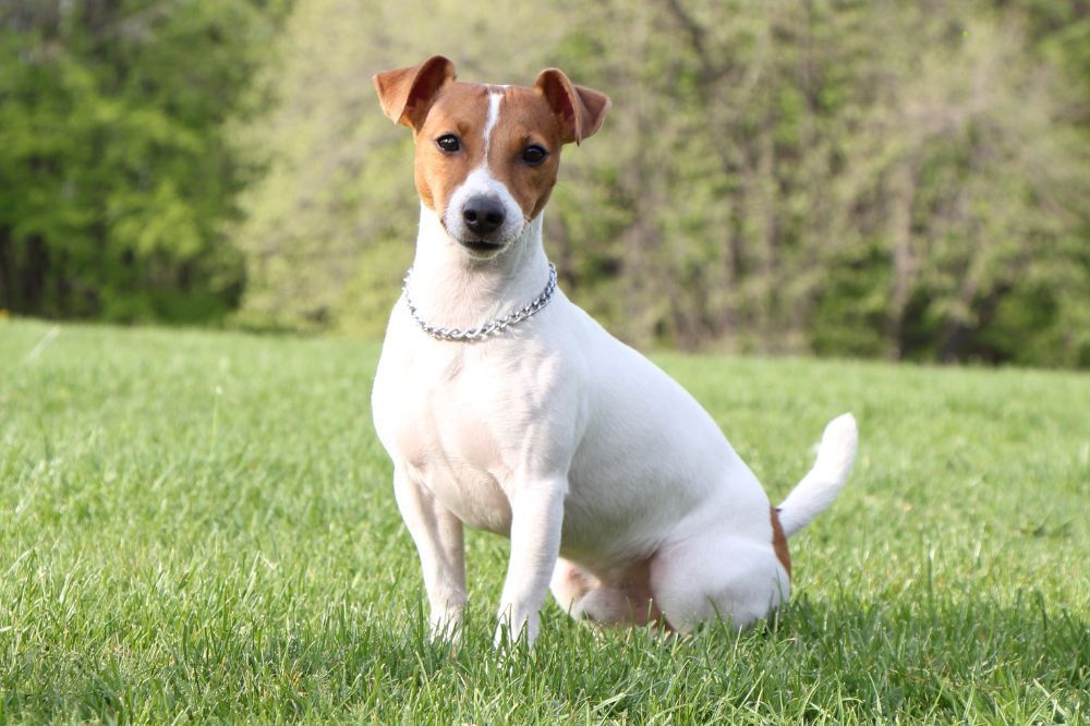 Descubriendo al energetico Jack Russell Terrier