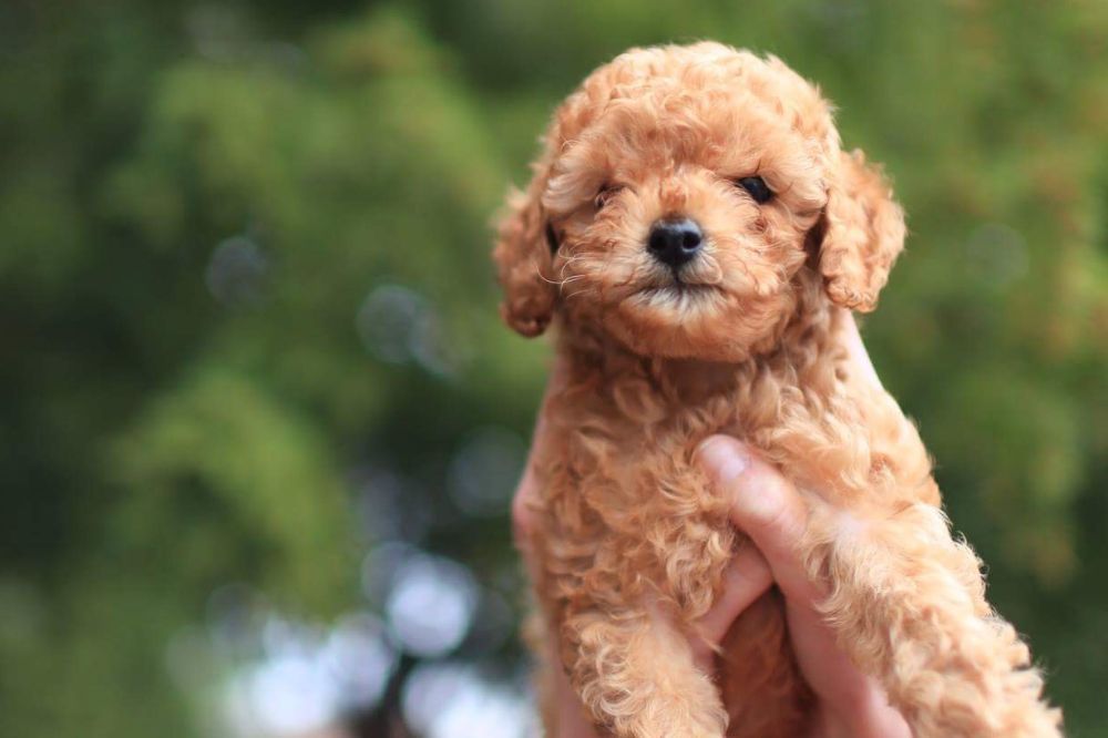 Descubriendo los encantos del Caniche Toy