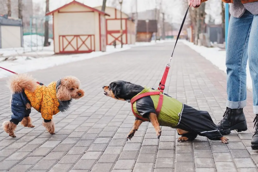 Desensibilizacion a estimulos diversos