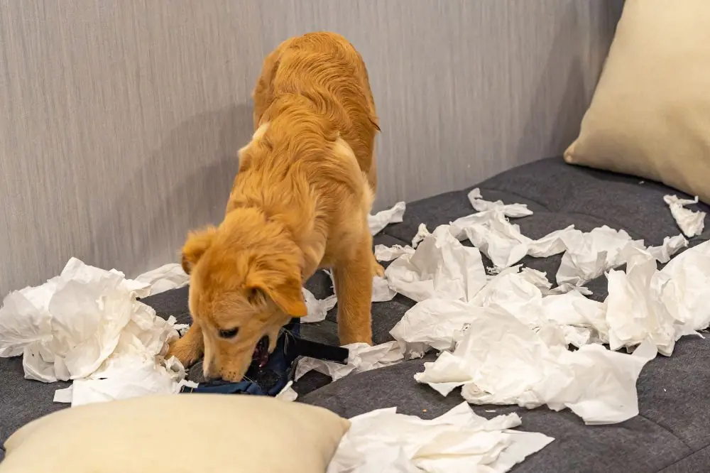 Dieta BARF para perros