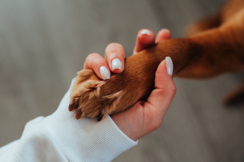 Dieta BARF para perros