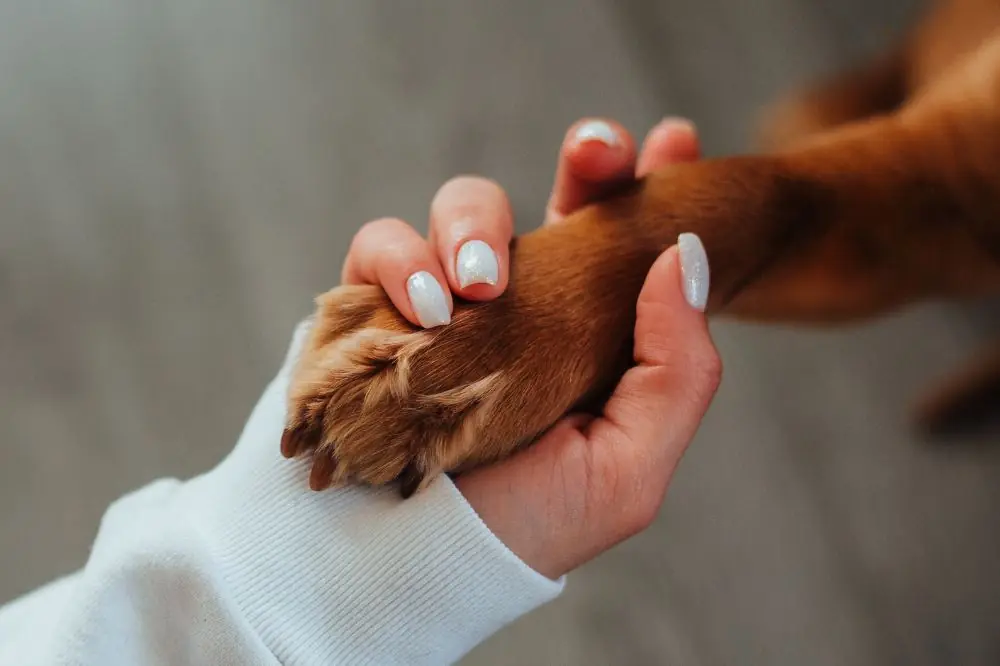 Dieta BARF para perros