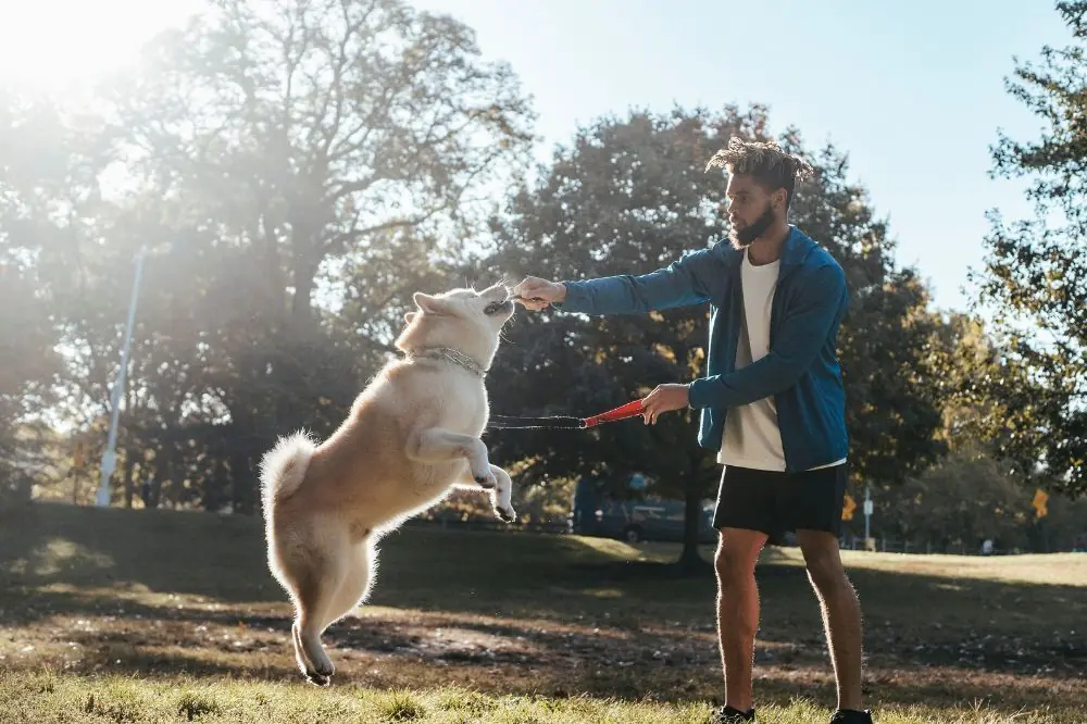Guide alimentaire pour les chiens à forte activité physique