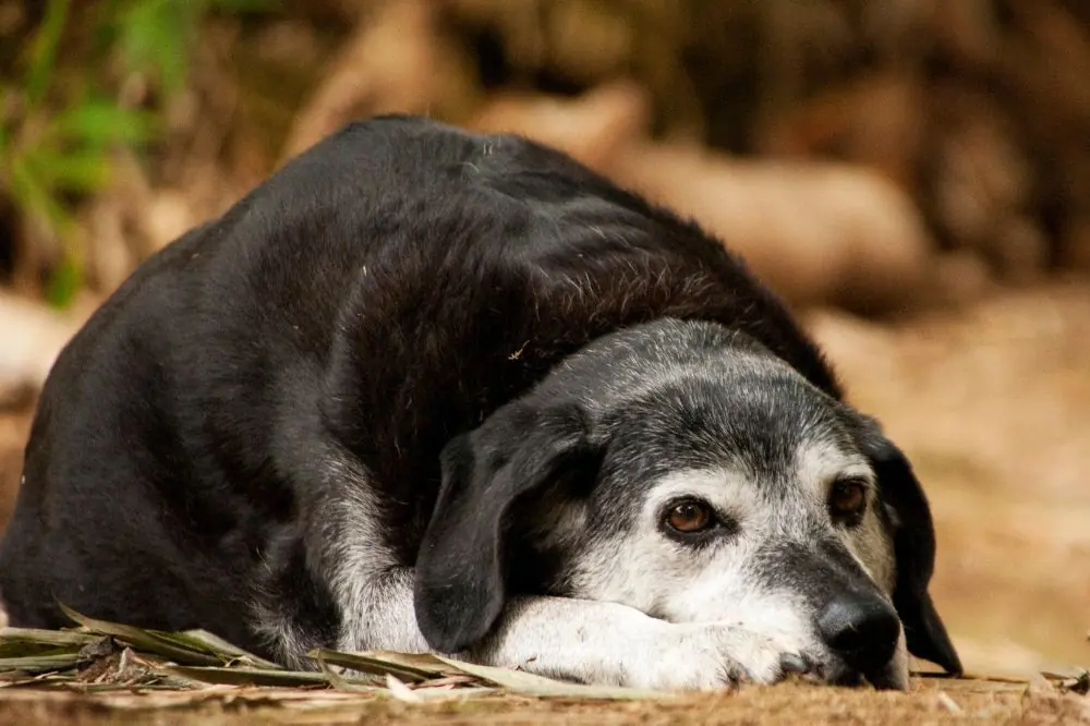 El poder del amor y la atencion incondicional
