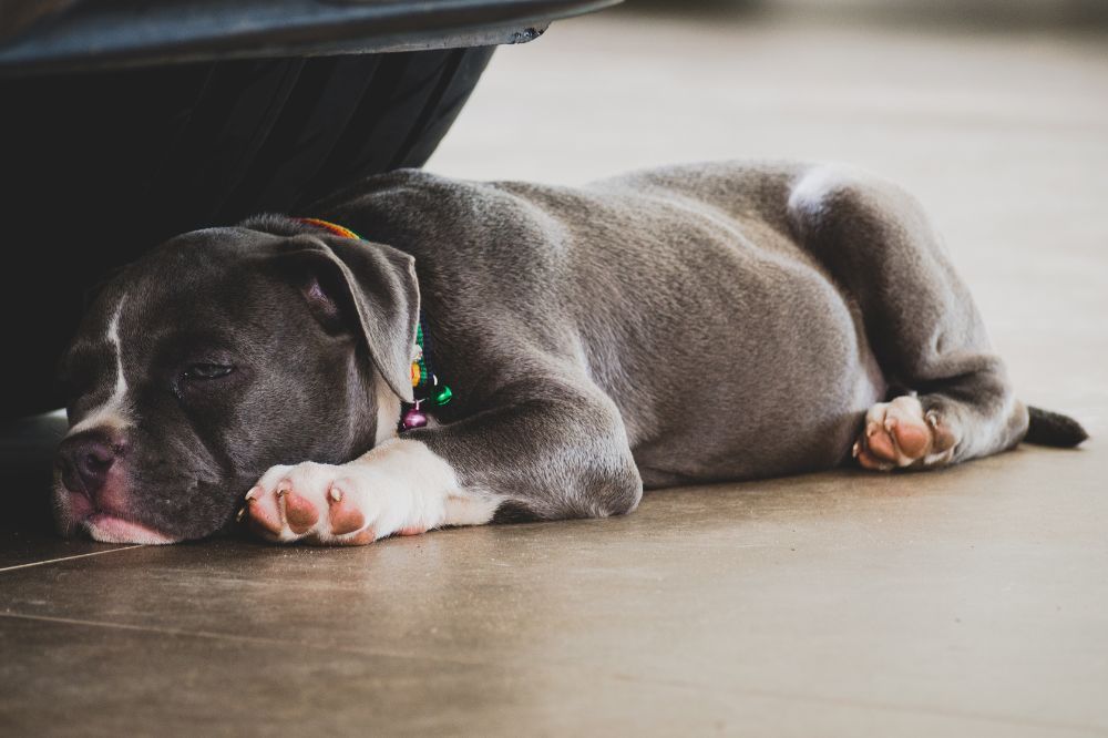 El temperamento del American Bully amistoso pero protector