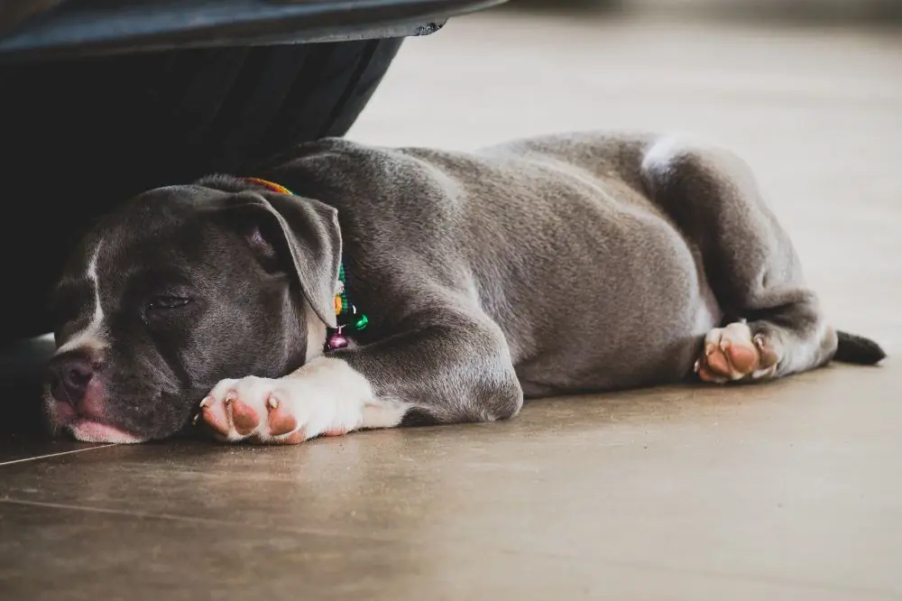 El temperamento del American Bully amistoso pero protector