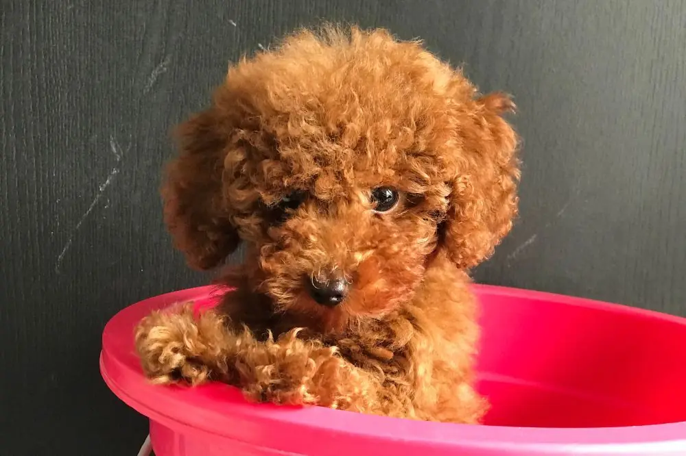 Enfermedades comunes del cachorro de Caniche Toy medidas preventivas