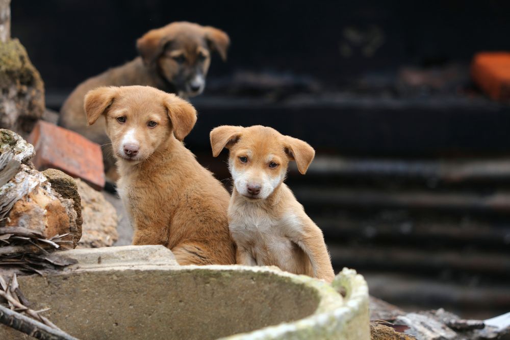 Entendiendo a tu perro rescatado