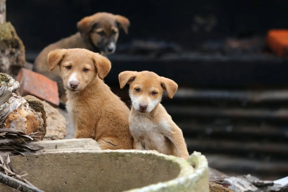 Entendiendo a tu perro rescatado