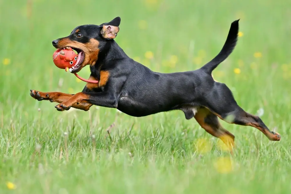 Esplorando il mondo del Pinscher nano