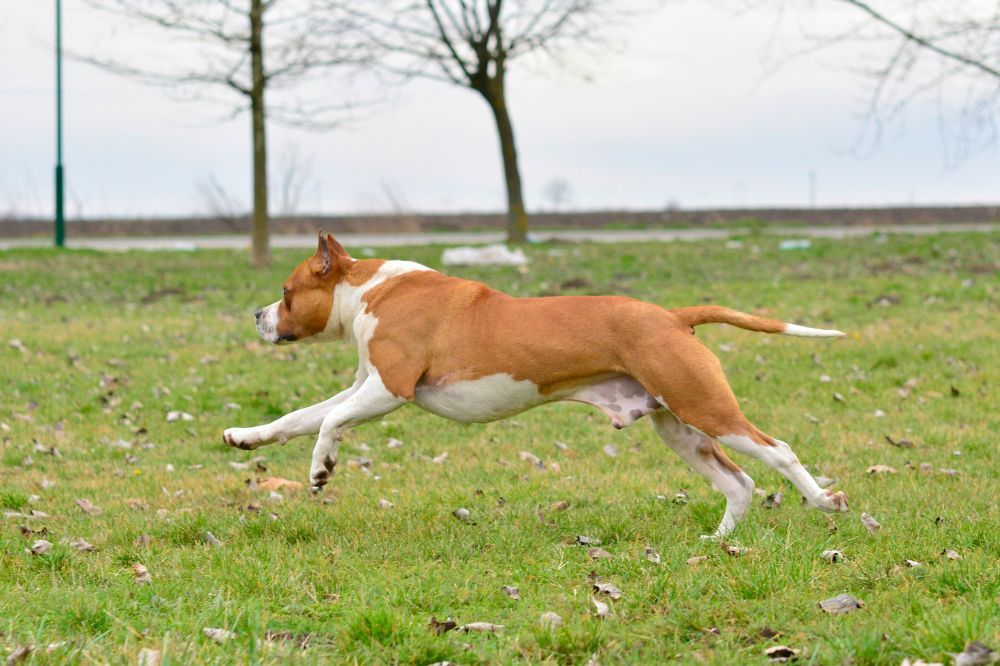 Esplorando il mondo di American Stafford