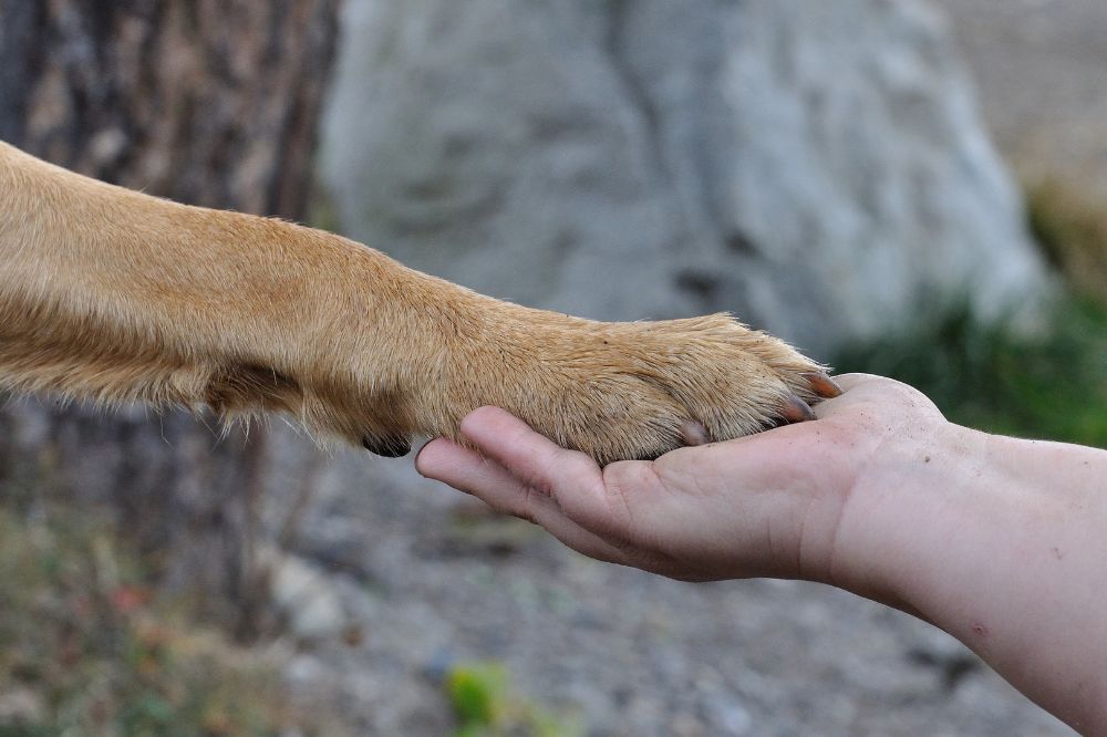 Estrategias para el aprendizaje de comandos basicos