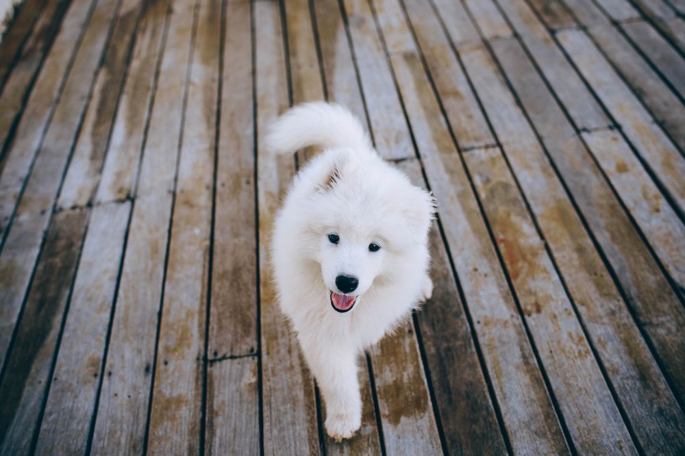 xr:d:DAF oEsXYY:,j:,t: