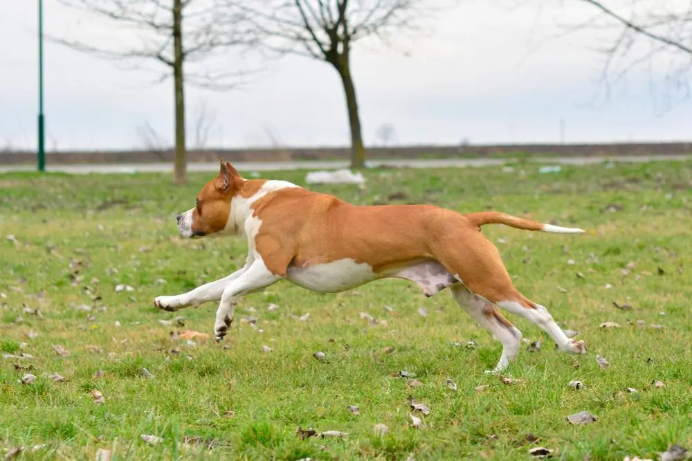 Explorando el mundo del American Stafford