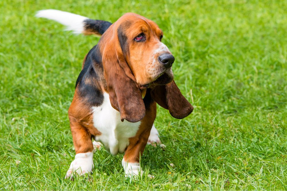 Fascinantes hechos sobre el Basset Hound