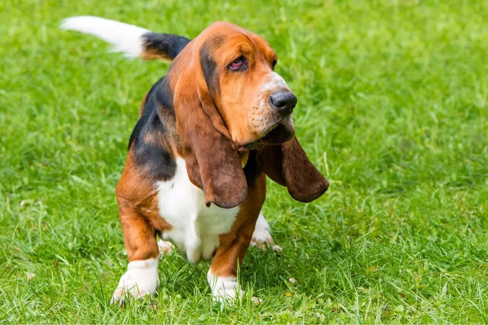 Fascinantes hechos sobre el Basset Hound