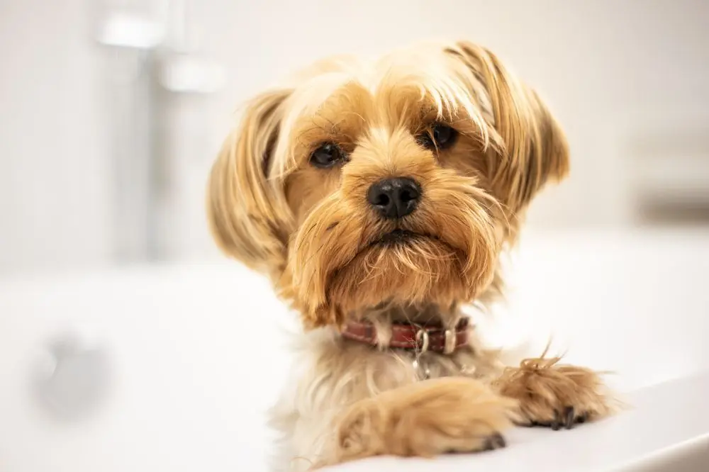 Fascinantes hechos sobre el Yorkshire Terrier