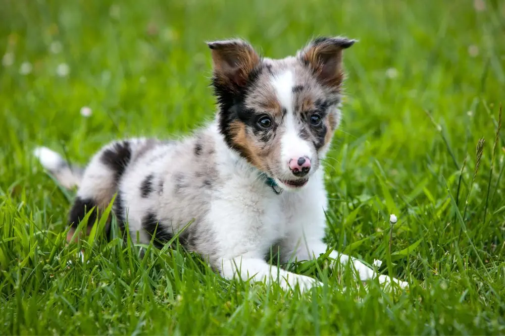 Guide sur le chiot Border Collie: socialisation, soins et alimentation