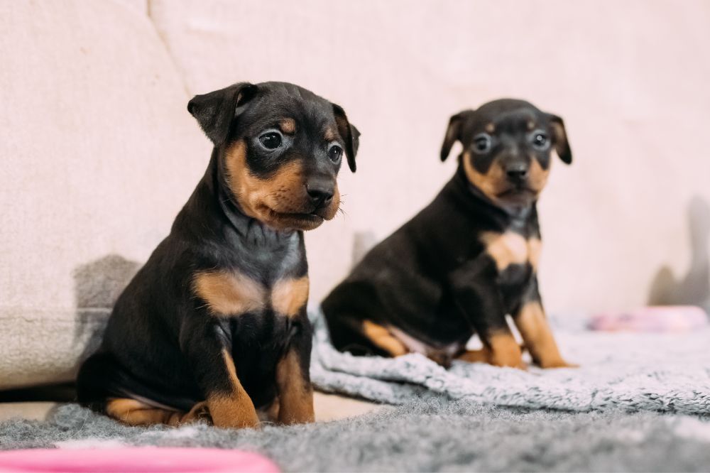 Higiene y mantenimiento de la raza