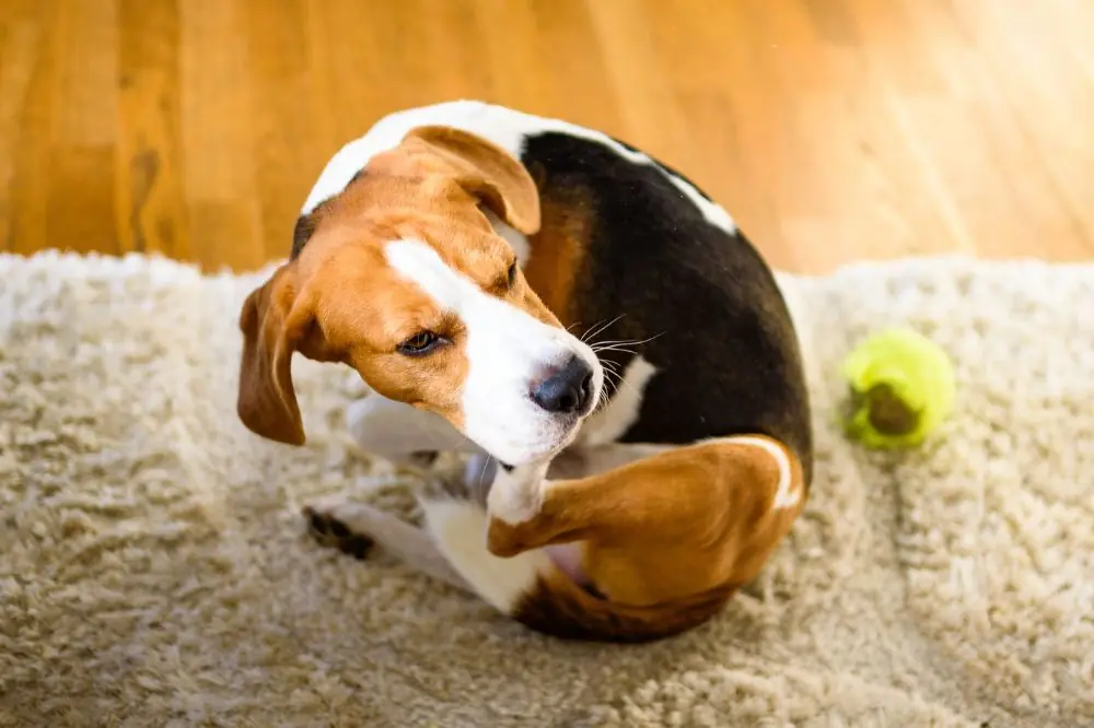 Identificar los signos de una picadura de insecto