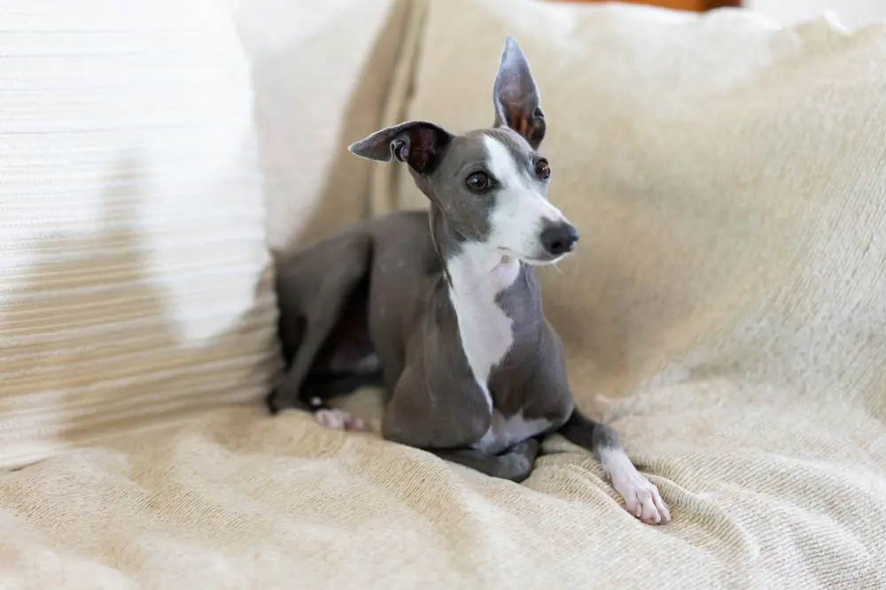 Italian,Greyhound,Dog,Sitting,On,A,Sofa