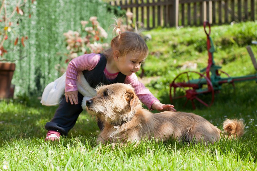 Introduccion del bebe a tu perro Paso a paso hacia la armonia