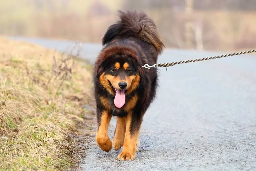 Juguetes interactivos