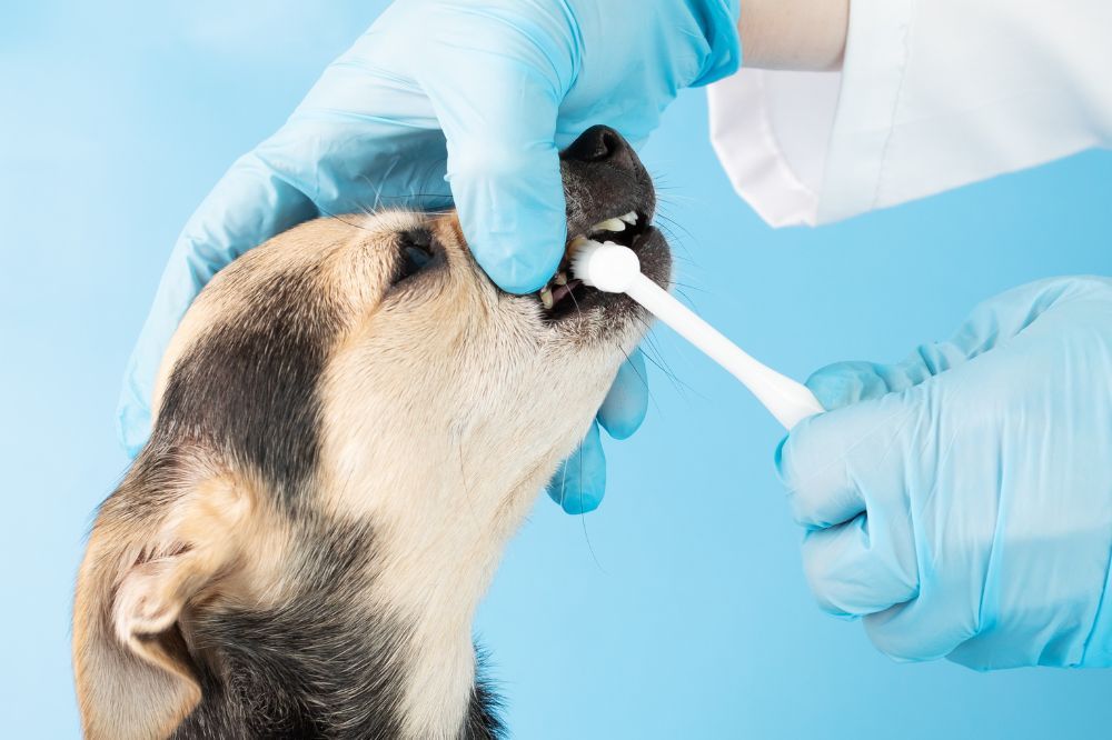 La alimentacion Dogfy Diet y la dieta BARF