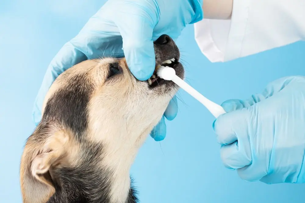 La alimentacion Dogfy Diet y la dieta BARF