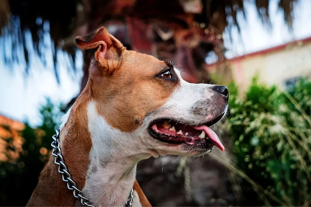 La controversia alrededor de su reputacion