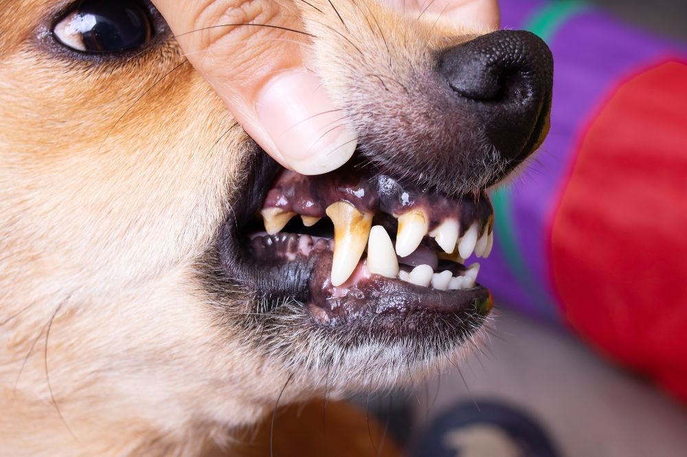 La importancia de la salud dental en perros