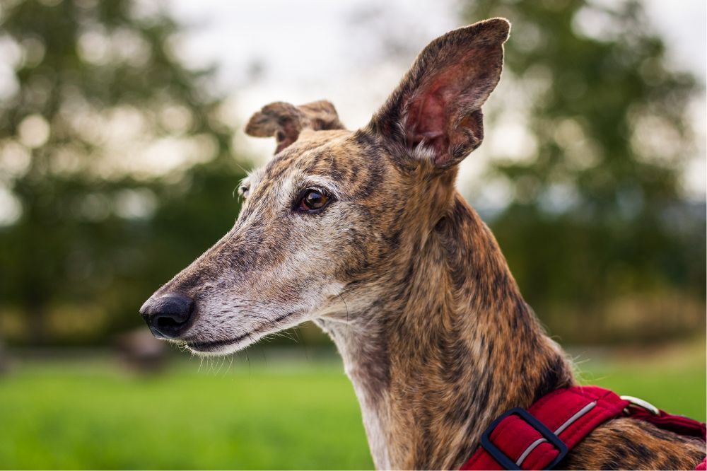 La situacion del bienestar animal y la adopcion