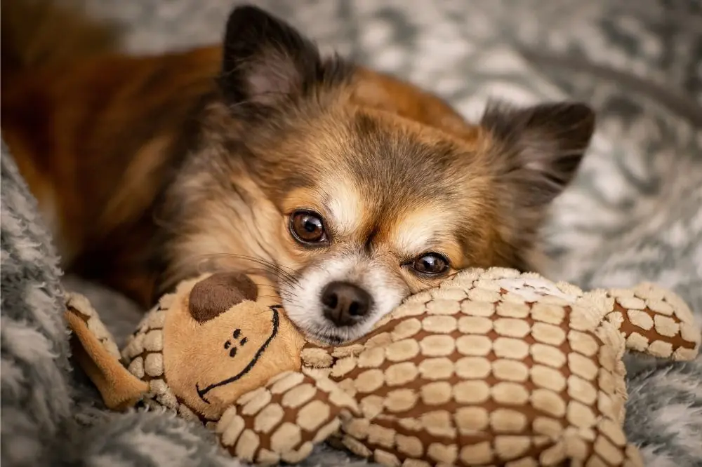 Guide sur le chiot Chihuahua: socialisation, soins et alimentation