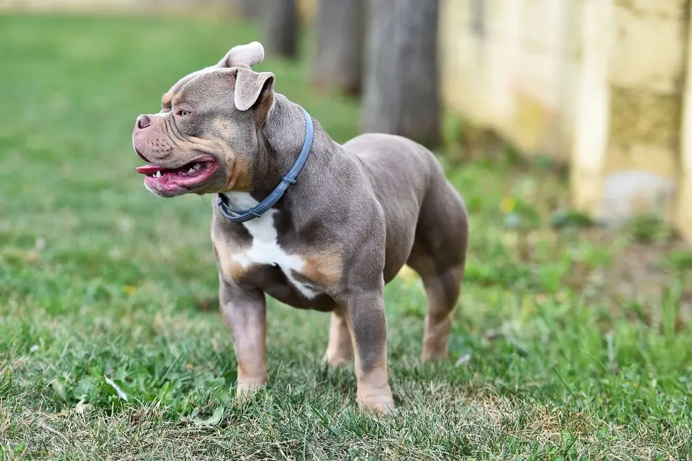 Necesidades nutricionales del American Bully