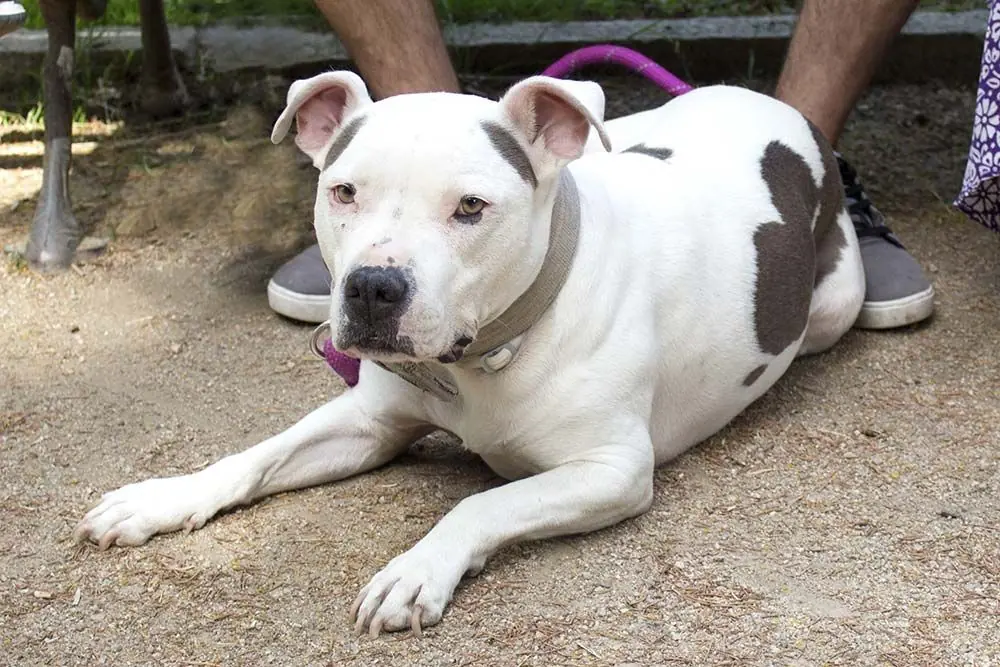 Necesidades nutricionales del American Stanford 