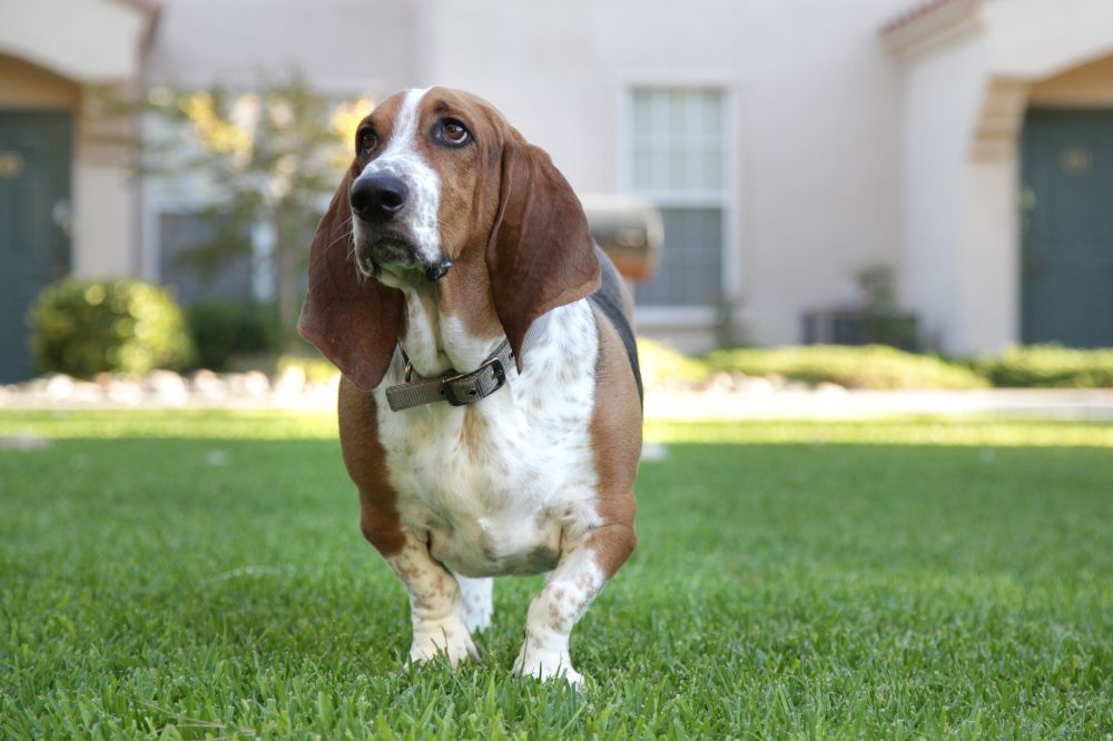 Necesidades nutricionales del Basset Hound
