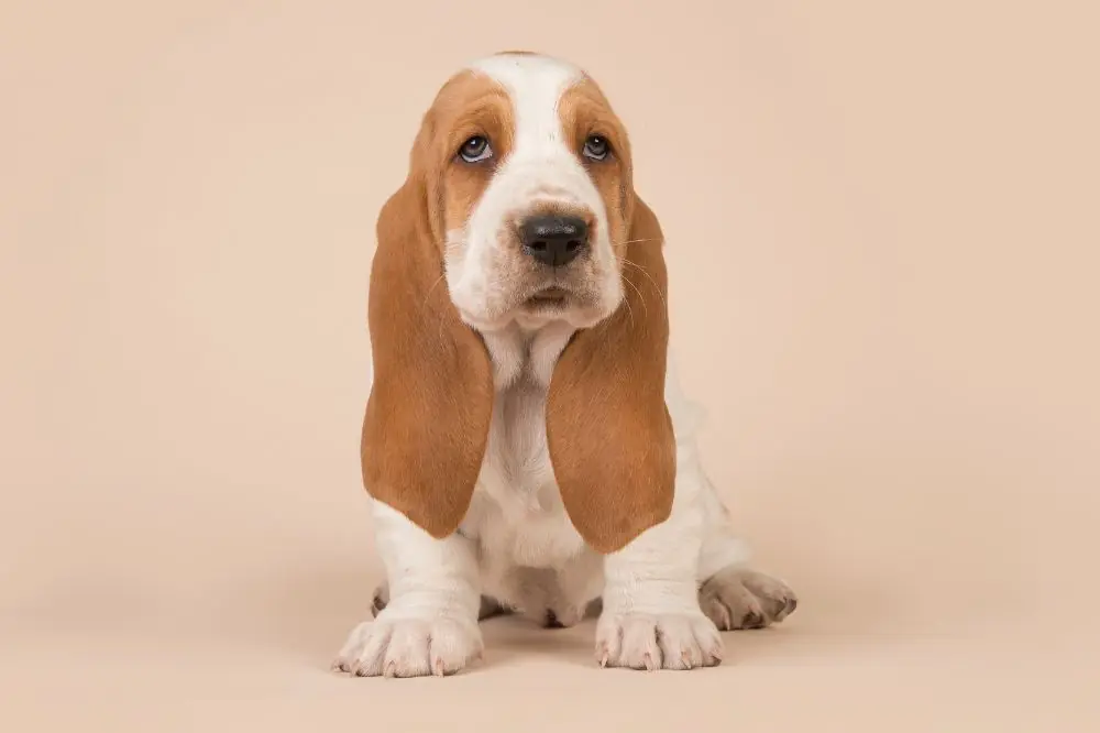 Origen e historia del Basset Hound