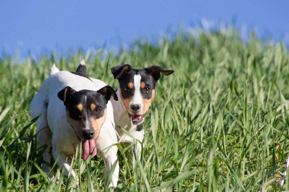 Wine,Cellar,Dogs,Having,Fun,In,The,Field