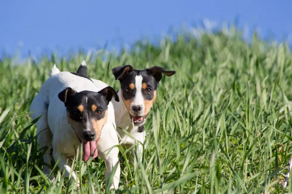 Wine,Cellar,Dogs,Having,Fun,In,The,Field