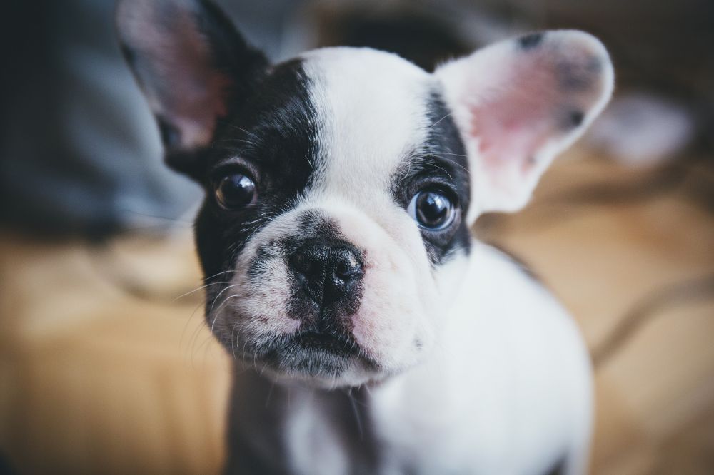 xr:d:DAF ByVgwY:,j:,t: