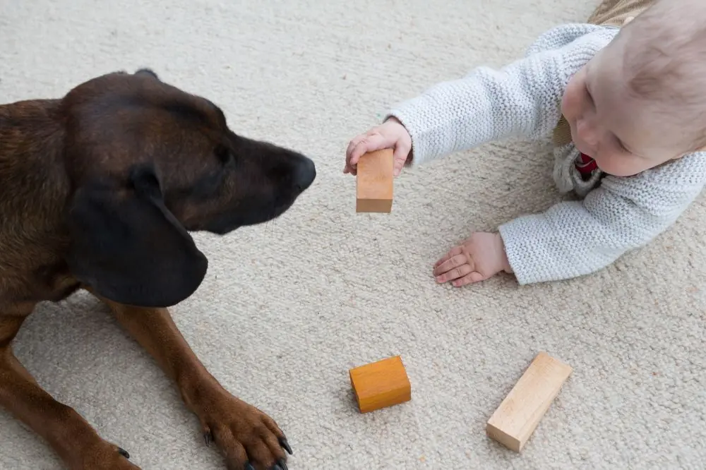 Recomendaciones y consejos sobre la alimentacion de Dogfy Diet
