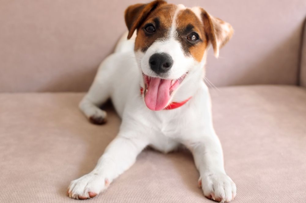 Requisitos nutricionales exclusivos del Jack Russell Terrier