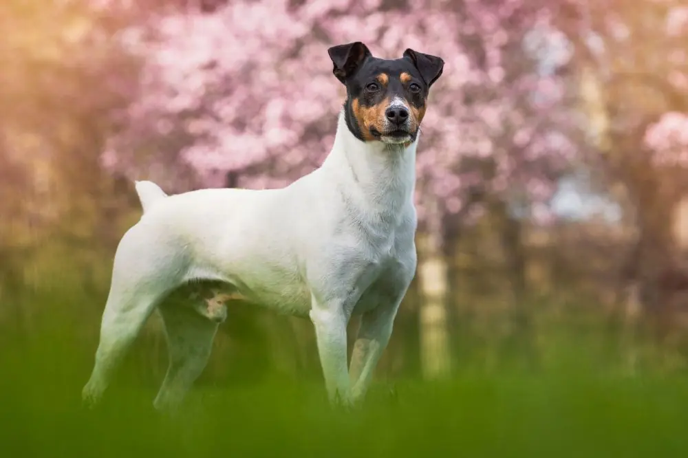 Salud y cuidados especificos del Ratonero Bodeguero