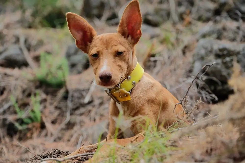 Brown,Andalusian,Podenco,Puppy,Hunting,,Hunting,Dog,For,Rabbits,,Hares,
