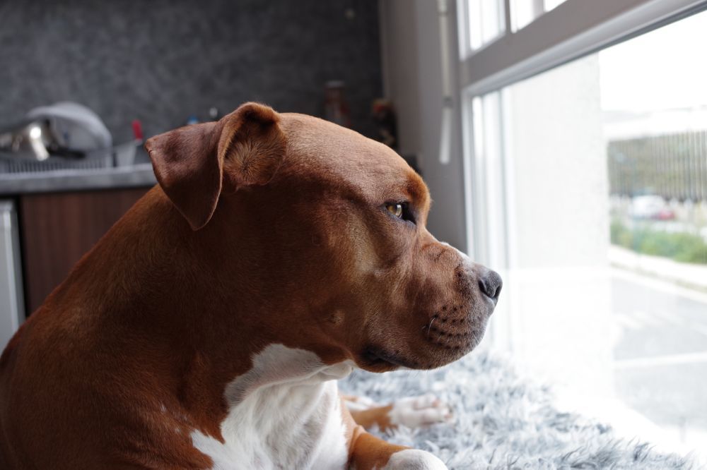 Socialización y entrenamiento