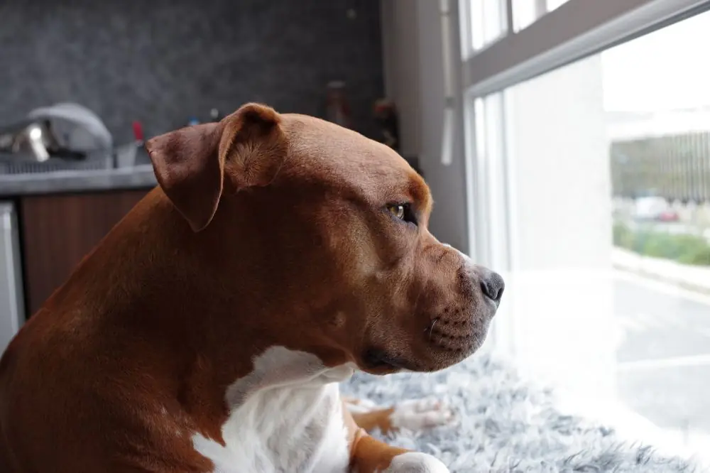 Socialización y entrenamiento