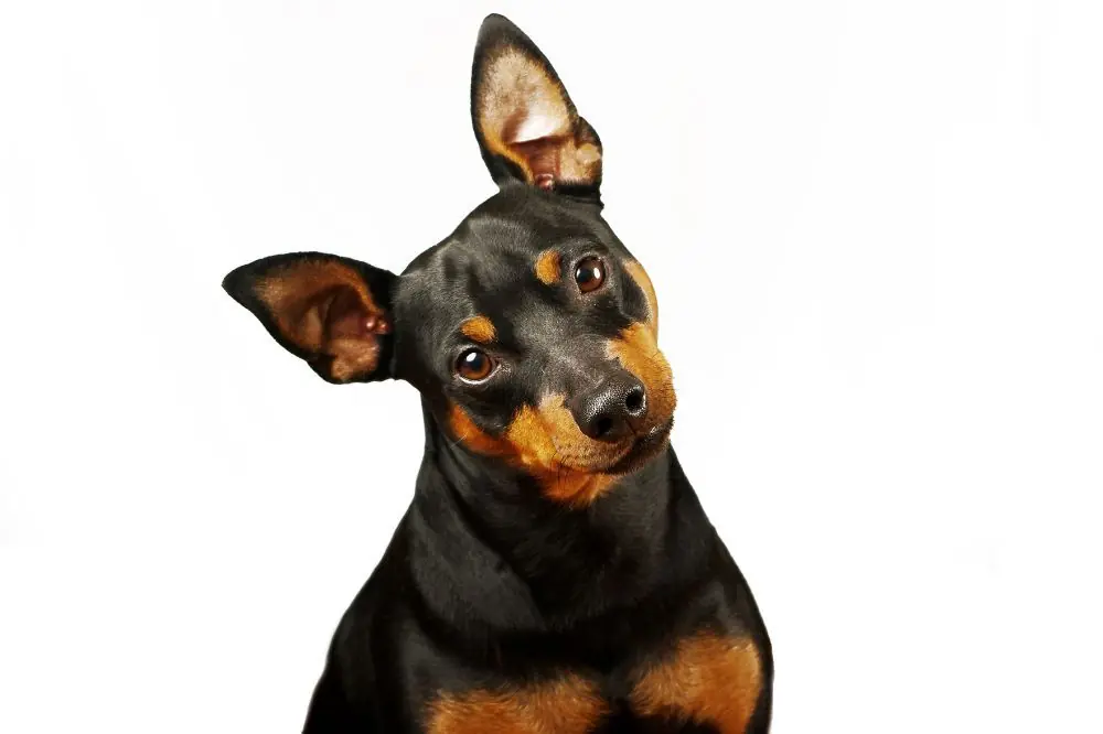 Suplementos imprescindibles para un Pinscher saludable